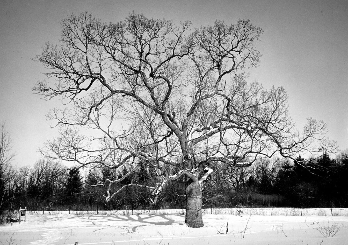 This massive tree was dubbed the Jackson Oak in honor of the man who worked to establish the University of Wisconsin Arboretum. (Photo courtesy of B-Wolfgang Hoffman)